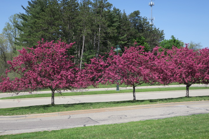 Zoning Board of Appeals Meetings